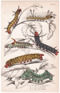 Plate 1

Caterpillar of A. Erythrinae
" of B. Molian
" of B. Nesta
" of B. Netrix